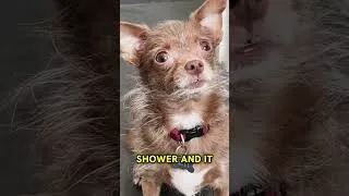 Thumbnail: Dog bodyshames her dad 🦞🐶