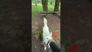 Thumbnail: Dog Does Parkour On Park Trees