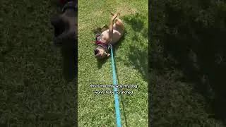 Thumbnail: Dog Loves Getting Dragged Across Lawn To Scratch Himself