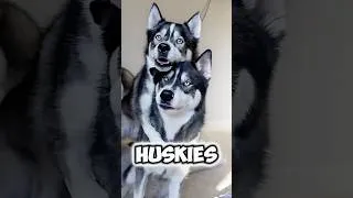 Thumbnail: Funny Huskies will turn your life upside down🤯