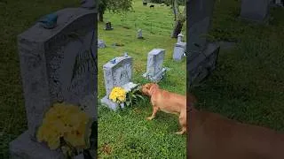 Thumbnail: Dog Finds Grandmas Grave