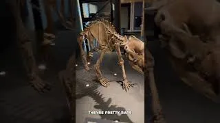 Thumbnail: CRAZY Ice Age Fossils in the Netherlands!🤯