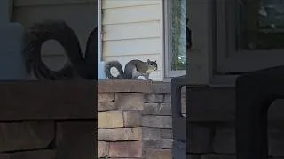 Thumbnail: INSULTED By a SQUIRREL!!!
