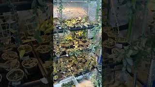 Thumbnail: Hoyas For Days: The Pink Trellis Plant Shop | My Grow Tent  #plants #houseplants