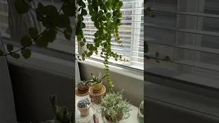 Thumbnail: Thai Pink Lipstick Plant #houseplants #plants