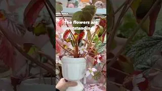 Thumbnail: Begonia burkillii silver edge form and it’s AMAZING pink flowers!!!! #begonia