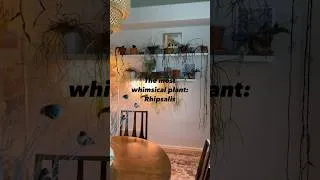 Thumbnail: The Whimsical Rhipsalis #plants #houseplants #rhipsalis