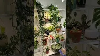 Thumbnail: 150+ Houseplants Morning Routine 🪴✨