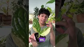 Thumbnail: A must in a plant collection! 😍💚