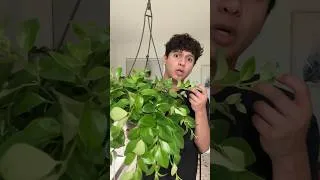 Thumbnail: 2 plants on clearance! 😭 Late Night Plant Haul!