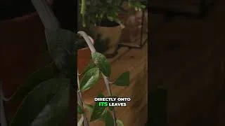 Thumbnail: Bright Indirect Light for Houseplants: Explained Simply! #shorts