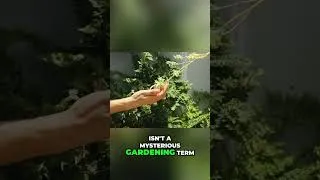 Thumbnail: Houseplant Lighting Myths Busted: Perfect Bright Indirect Light! #shorts