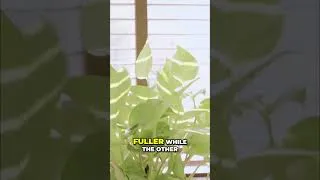 Thumbnail: Rotate Your Plants for Perfect, Even Houseplant Growth #shorts