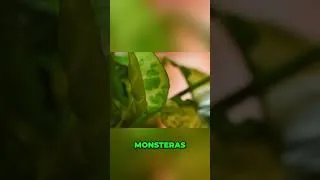 Thumbnail: Master Plant Watering: Know Your Plant's Needs! #shorts