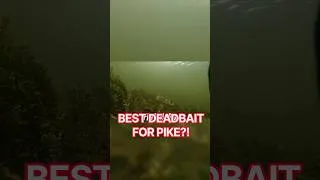 Thumbnail: Why Mackerel is My Go-To Pike Fishing Bait