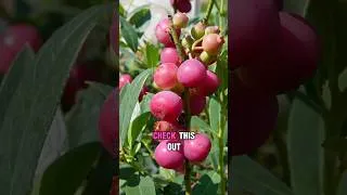 Thumbnail: Most People Don’t Believe These Are Real #garden #homestead #gardening #short