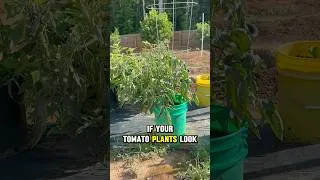 Thumbnail: 🚨 If Your Tomato Plants Look Like This… DON’T PANIC 🍅 #garden #short