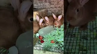 Thumbnail: Rabbits Enjoying Frozen Strawberries on a Hot Michigan Day! 🍓🐇