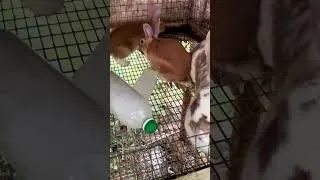 Thumbnail: Hot! 🐇 Ice cubes & Bottles to Keep Rabbits Cool in Summers