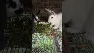 Thumbnail: Rabbits Enjoying carrot top snacks
