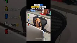 Thumbnail: Ranking Best Dachshund Moments #usa