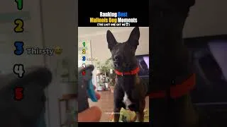 Thumbnail: Ranking Best Malinois Dog Moments