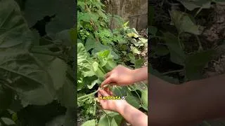 Thumbnail: Gardening with me : Pruning | Lifestyle vlog