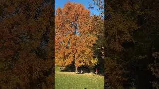 Thumbnail: Fall in Prospect Park | Brooklyn, NY 🍂 #prospectpark #brooklynny #nyc #fallfoliage