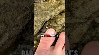 Thumbnail: Crab SINGS Your Favorite Song