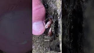 Thumbnail: Crab is WILD for Saying This!