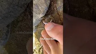 Thumbnail: Crab MOST Unlikely Food Source