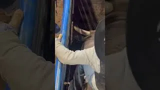 Thumbnail: Bull banging its head to music 😂