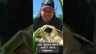Thumbnail: When exactly are bulb onions ready to harvest? How do we know when it's the right time? #shorts