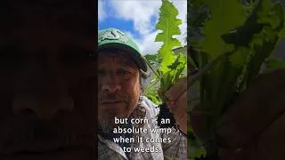 Thumbnail: Corn weeding is an art form! #garden #gardening #shorts