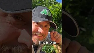 Thumbnail: You Gotta Grow Lettuce! #short