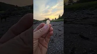 Thumbnail: Treasures from the beach