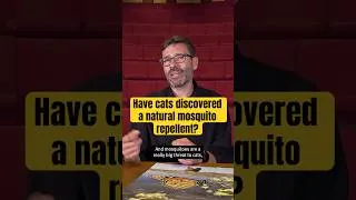 Thumbnail: Catnip is a mosquito repellent and cats knew it first #puzzlingscience #catfacts #biology #shorts