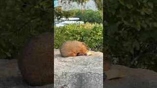 Thumbnail: A Beaver eating Pizza 🍕🦫