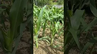 Thumbnail: Grow 100 Stalks of Corn in a Small Space (4ftx8ft) #garden