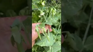 Thumbnail: The Benefits & Uses of Garden Shade Cloth (Peas Example) #garden