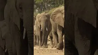 Thumbnail: Elephant herds in Mapungubwe #shorts #elephants #mapungubwe #southafrica