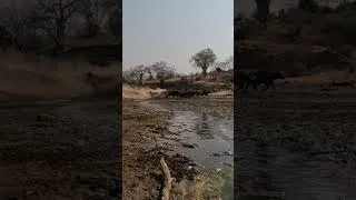Thumbnail: Here come the buffalos!!! #shorts #buffalo #manapools #zimbabwe
