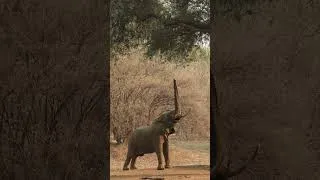 Thumbnail: Mana Pools Magic! #shorts #elephant #manapools #zimbabwe