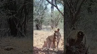 Thumbnail: Leopard has bacon for breakfast! #shorts #wildlife  #safari #trailcamera