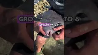 Thumbnail: The "Travis Scott Fish" Crashes a Garden Eel Party