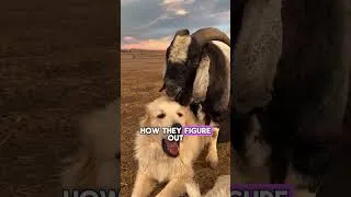 Thumbnail: Why Goats Won't Leave Other Animals Alone