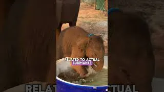 Thumbnail: Why Is This Little Guy's Nose Like That?