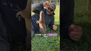 Thumbnail: Why is this otter spinning?