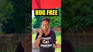 Thumbnail: Why Bugs Don’t Eat My Tomatoes!