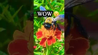 Thumbnail: Wait for it! 🥺🐝